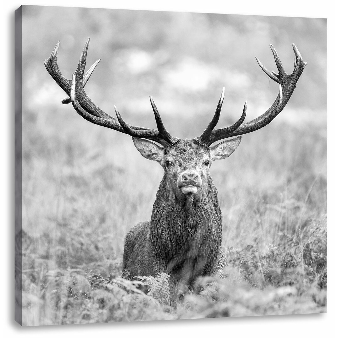 Leinwandbild Großer Hirsch im Feld