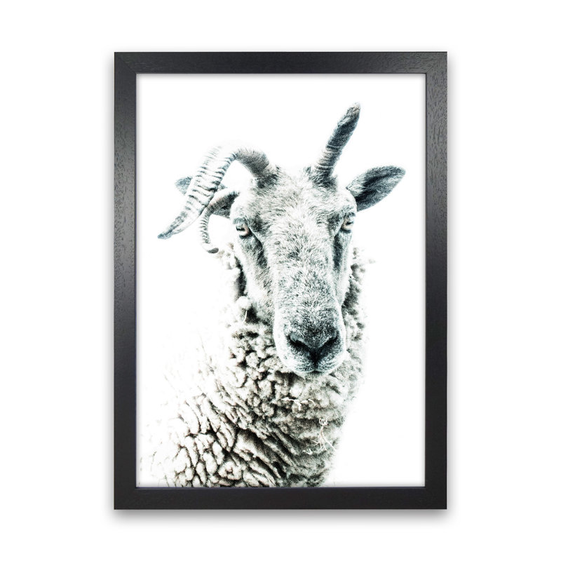 Sheep by Victoria Frost - Print, Black Framed, 34cm H x 25cm W x 3cm D