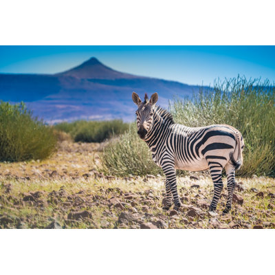 Zebra Roaming 1 Piece Wrapped Canvas Wall Art