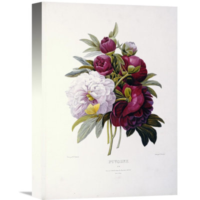 " Peonies " by Pierre Joseph Redoute