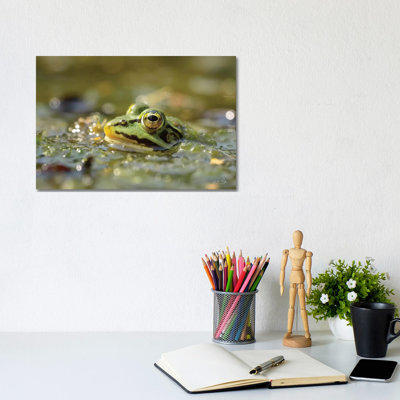 Frog by Martin Podt - Wrapped Canvas Print