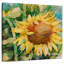 Tournesol Harnek-109206378
