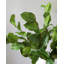 Artificial Salal Leaf Stem 23"