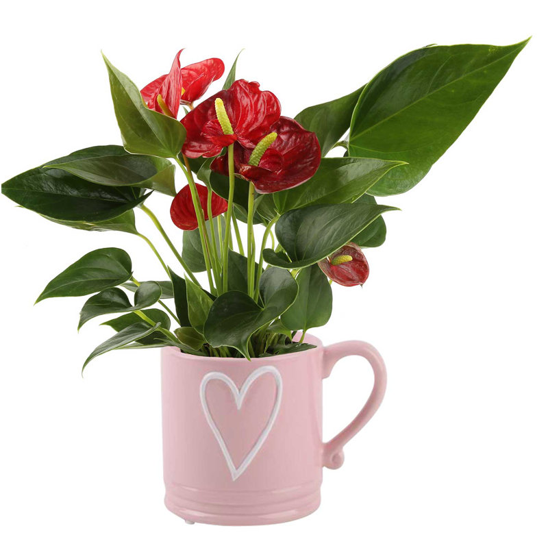 Anthurium Plant in Planter