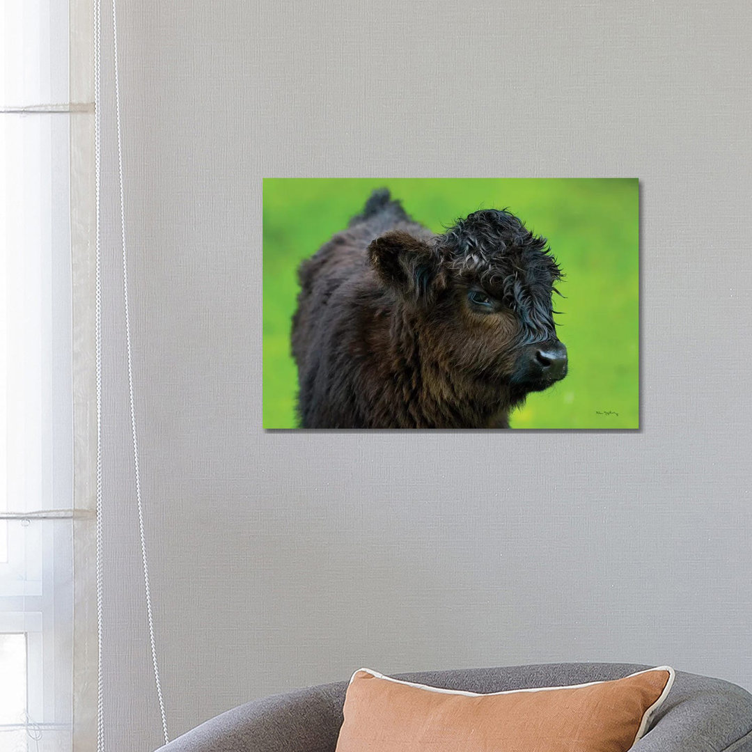 Scottish Highland Cattle XI by Alan Majchrowicz - Wrapped Canvas Gallery-Wrapped Canvas Giclée