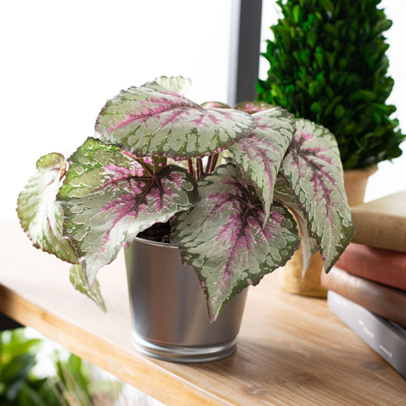 Plante à feuillage artificiel en pot