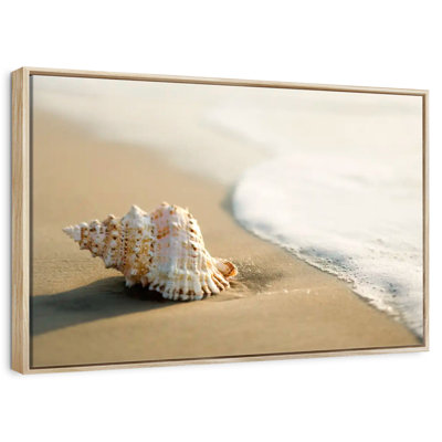 Coquillage sur la plage