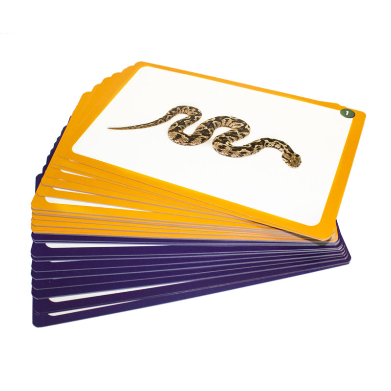 Flash Cards