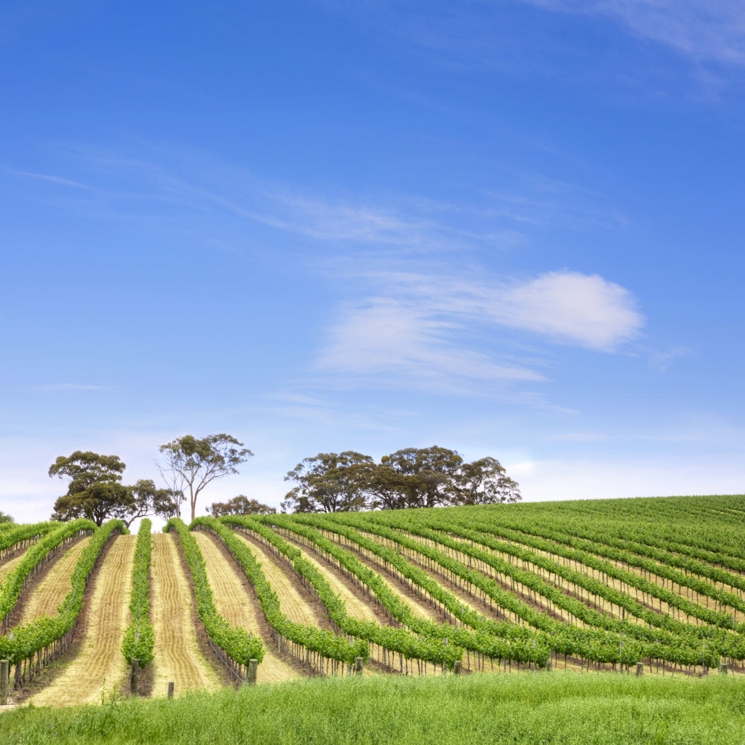 Leinwandbild Vineyard South Australia Square von Travellinglight