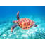 Mahesh Sea Turtle Fly - reproduction de photo sur toile tendue-349707816