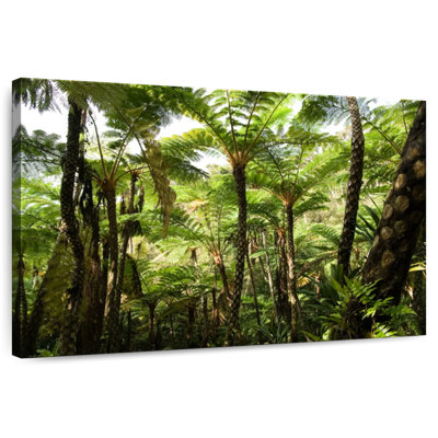 Alvord Okinawa Fern Forest