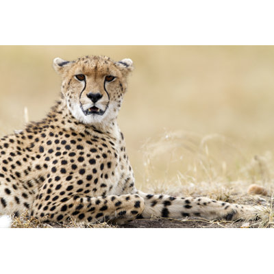 Cheetah Resting - Wrapped Canvas Print