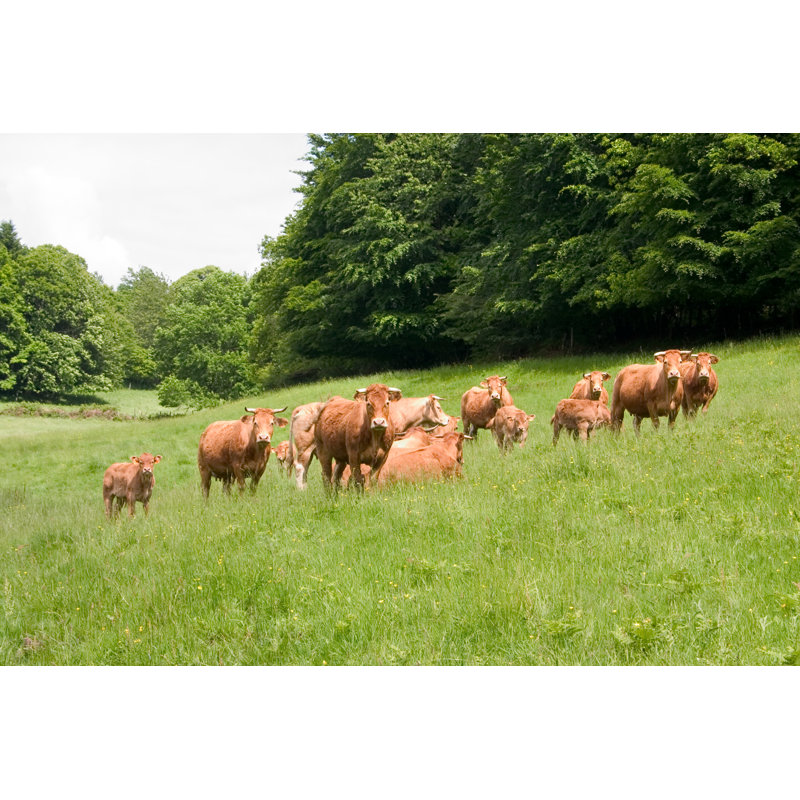 Herd Of Limousine Cow by Zaytchik - Wrapped Canvas Print, 20cm H x 30cm W