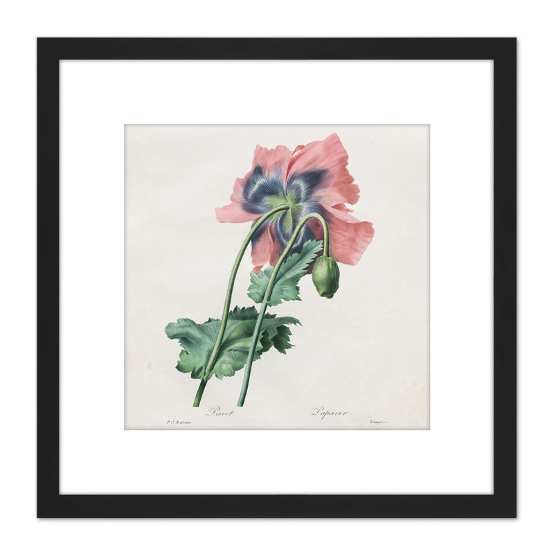 Langlois After Pierre Joseph Redoute Poppy - Single Picture Frame Painting