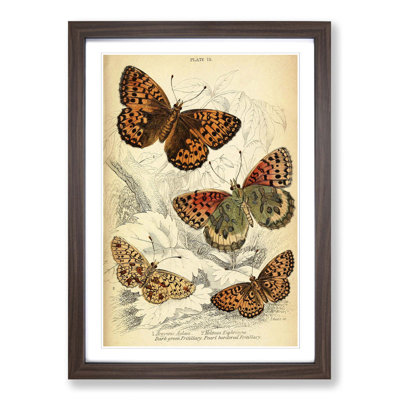 Vintage Butterfly Framed Painting Print