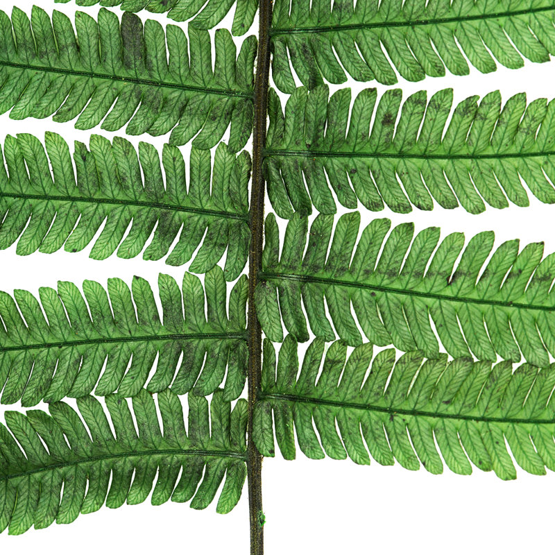 Vickerman 16-18" Fern Green Fern- Parchment, 10 stems, Preserved
