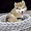 Lewisburg Cotton Pet Bed-1411997122