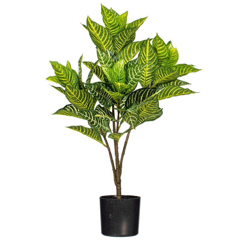 Plante zébrée 26 po Alocasia, H 26 po x l 16 po x P 16 po