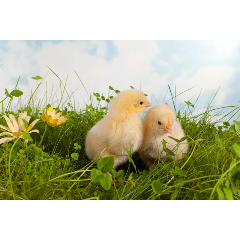 Twin Easter Chicks - Wrapped Canvas Print, 30cm H x 46cm W