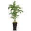 Palmier artificiel 72 po Panama-174070177