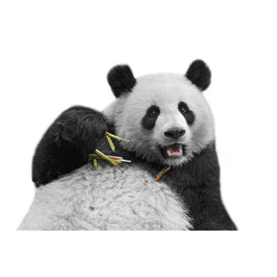 Panda Bear - Wrapped Canvas Print