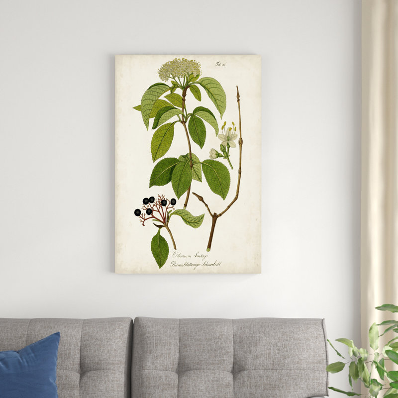 Antique Greenery IV - Wrapped Canvas Graphic Art, 36" H x 24" W