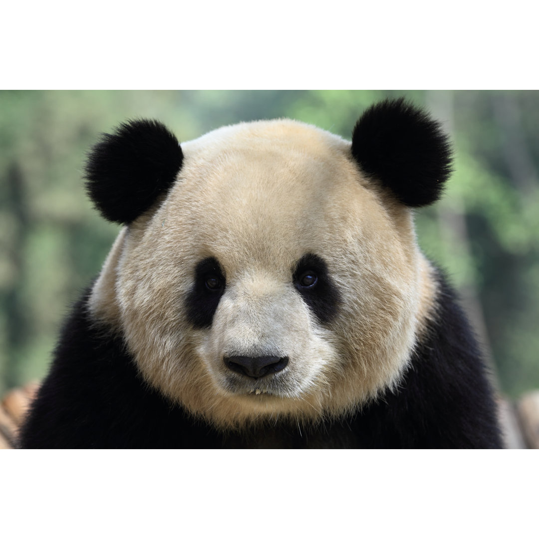 Nahaufnahme eines niedlichen Pandas von TianYuanOnly - Leinwand Kunstdrucke