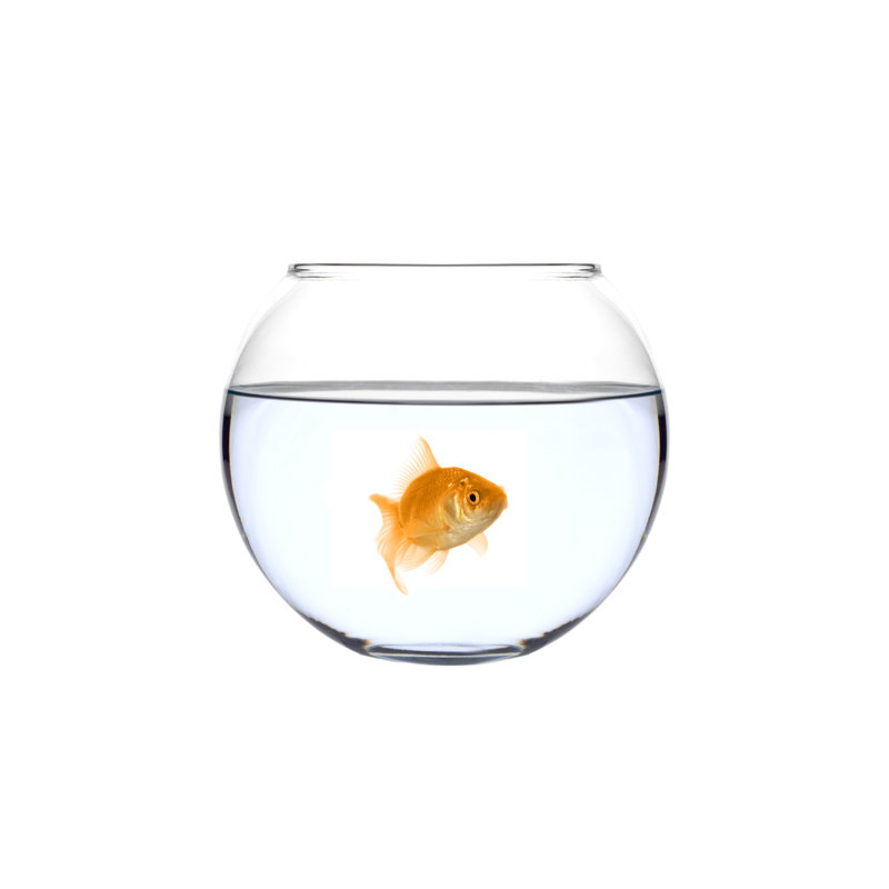 Poisson doré dans un bol (Carassius Auratus) - photographie sur toile tendue, H 12 po x l 18 po