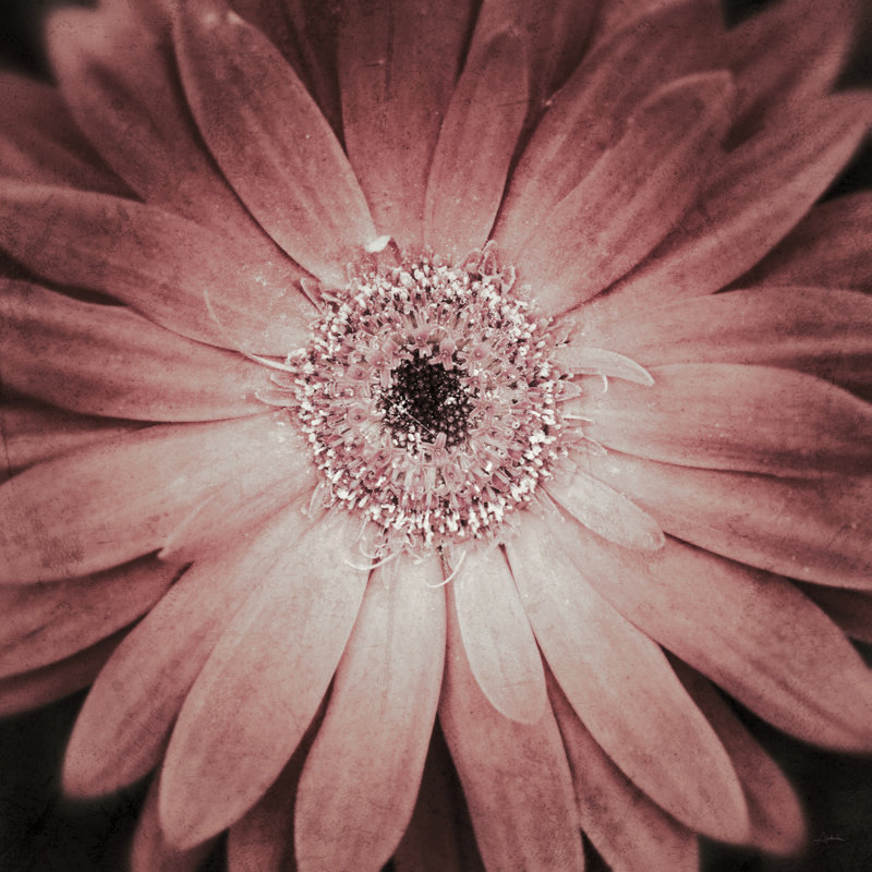 Gerbera by Aledanda - Wrapped Canvas Print, 51cm H x 51cm W x 3.8cm D
