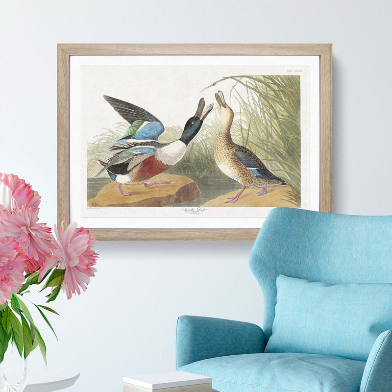 Shoveller Duck by John Audubon - Picture Frame Painting Print, Oak Framed, 36cm H x 48cm W x 2cm D