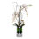 White Phalaenopsis Orchid Flower Arrangement in Round Silver Cylinder Glass Vase