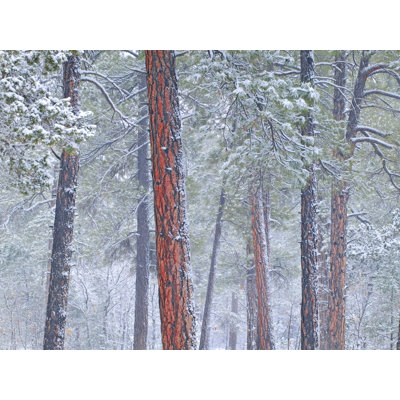 Winter Ponderosa Pine Forest Photographic Print