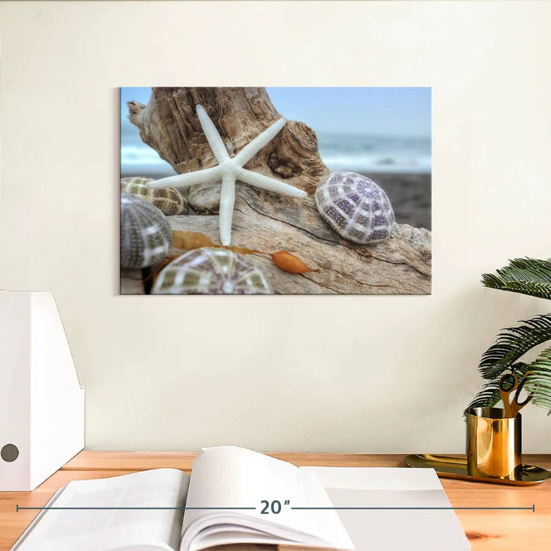 White crescent beach shells vii Aletra, H 8 po x l 12 po