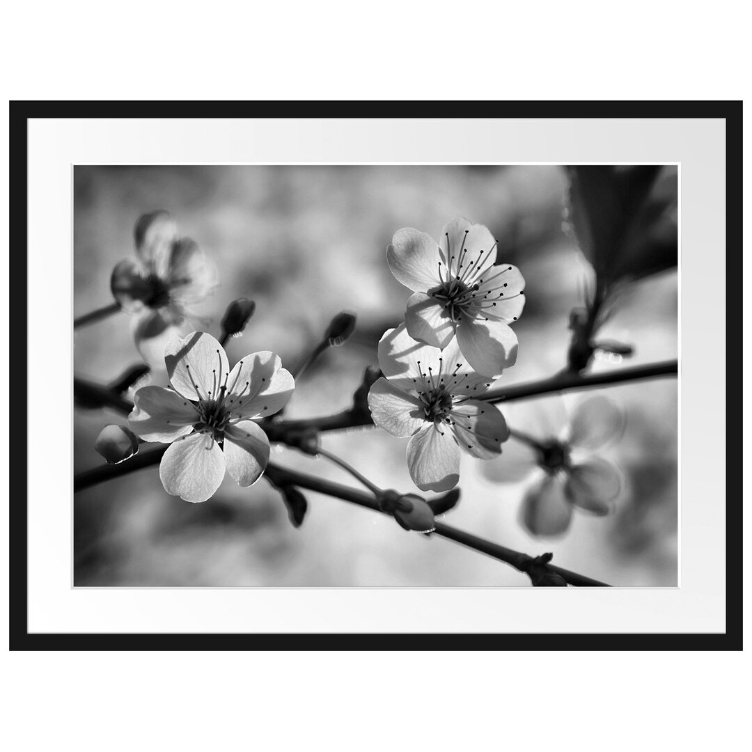 Gerahmtes Poster Weiße Blüten im Sonnenlicht