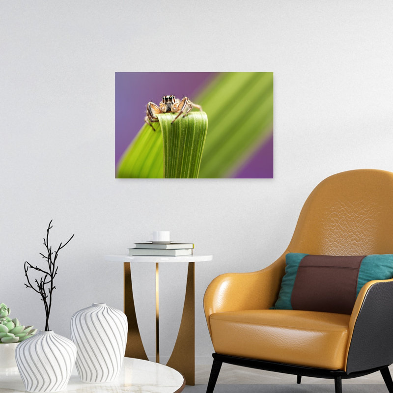 Curious Jumping Spider Abstract Contemporary Spider Landscape Nature Wall Art Print by Summer2016 - Print