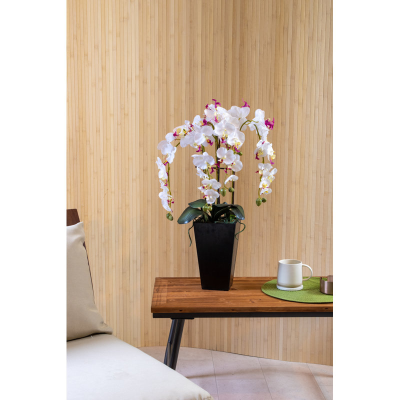 Orchid Arrangement in Pot