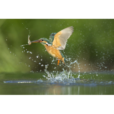 Kingfisher - Alcedo Atthis - Wrapped Canvas Print