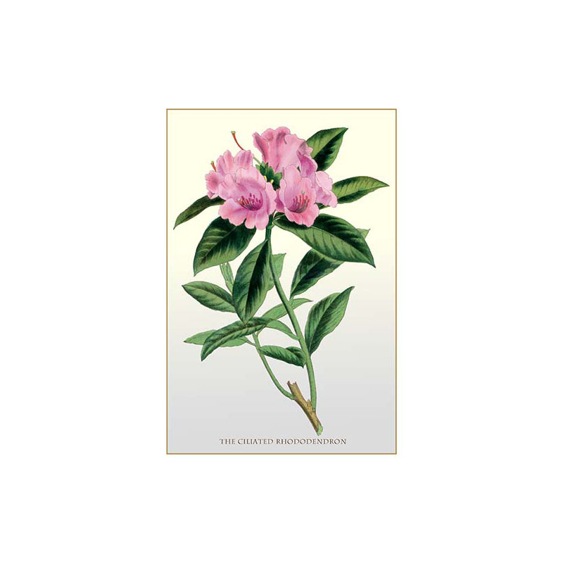« the ciliated rhododendron », impression, H 42 po x l 28 po