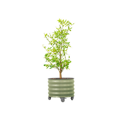 17.5" Tall 21" Wide Round Metal Outdoor Rolling Tree Planter