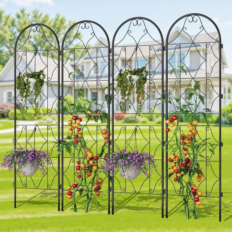 189.99cm H x 54.86cm W Metal Arched