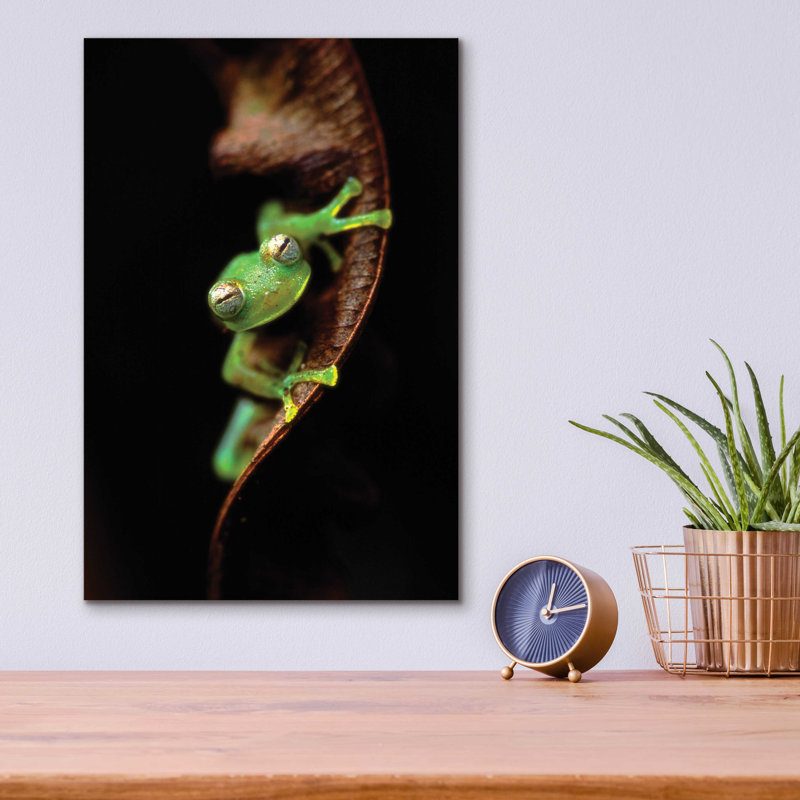 «Portrait de grenouille» par Thomas Haney, H 16 po x l 12 po x P 0,13 po