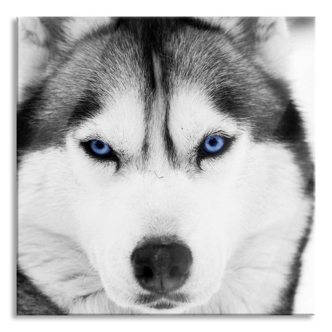 Glasbild Husky mit blauen Augen