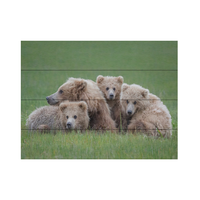 Renee Doyle Bear, H 12 po x l 16 po