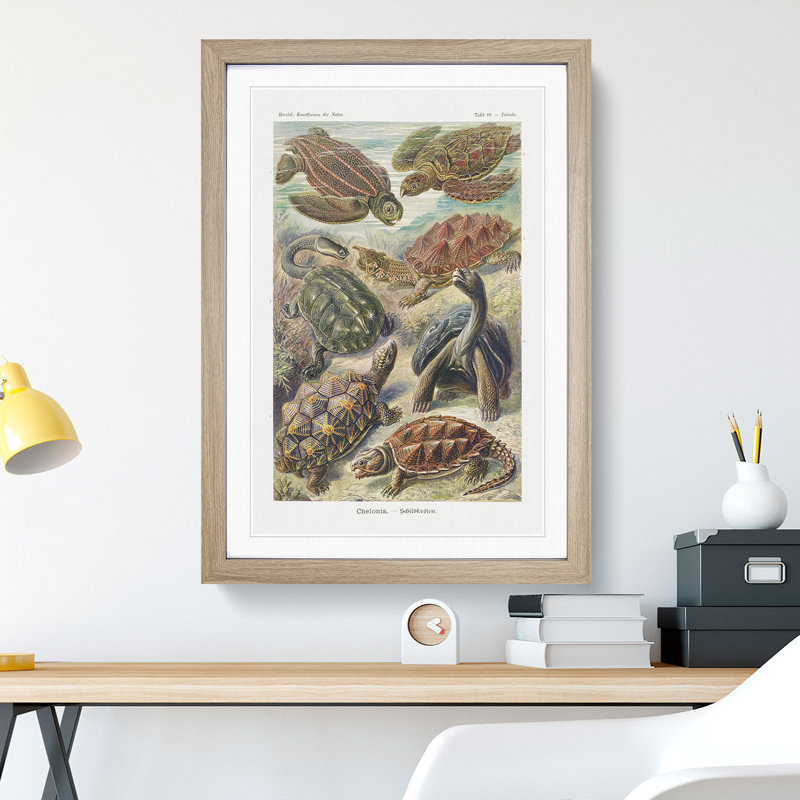 Turtles by Ernst Haeckel - Picture Frame Painting, 36cm H x 27cm W x 2cm D, Oak