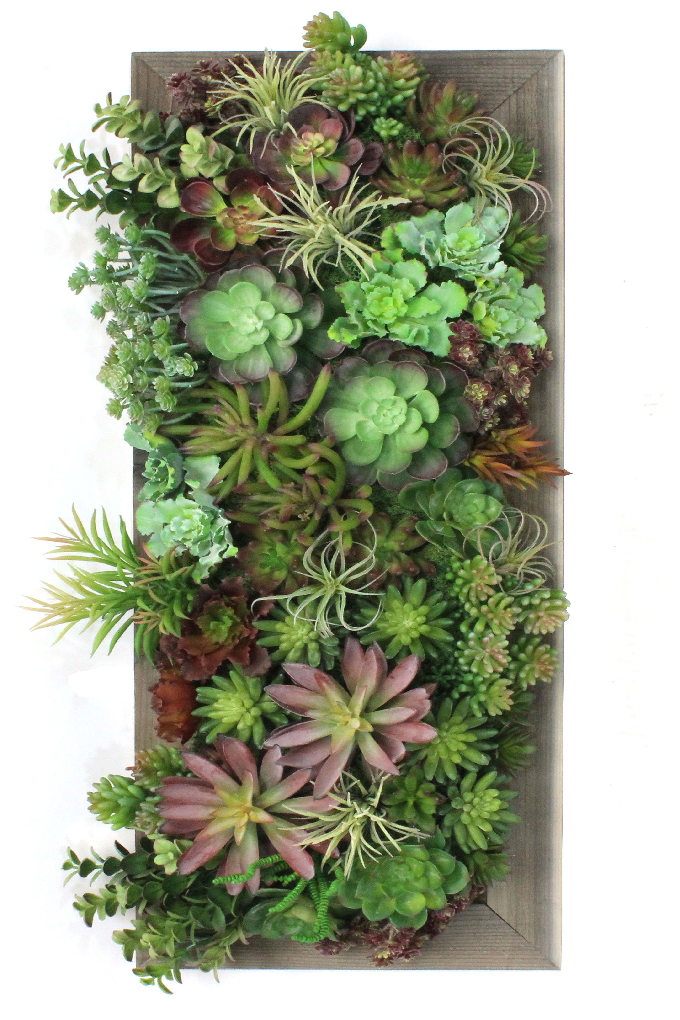 Dalmarko Designs Wall Hanging Succulent & Reviews | Wayfair - Succulent Wall Hanging Designs