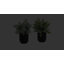 Herbe de 11 po