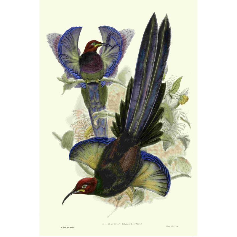 Gould, oiseau du paradis III, H 18 po x l 12 po