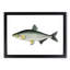 Vimba Carp Fish by George Shaw - Framed Print-55641077-55641085