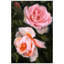 «Ethereal Roses II»