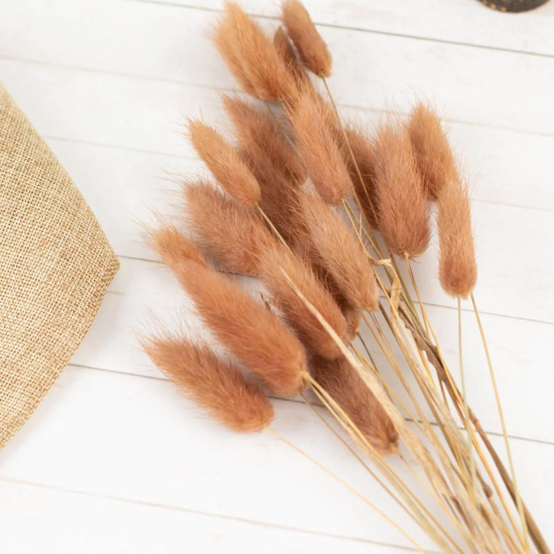 100pcs Home Decoration Rabbit Tail Grass Dried Flower Bundle True Flower Eternal Flower, Coffee
